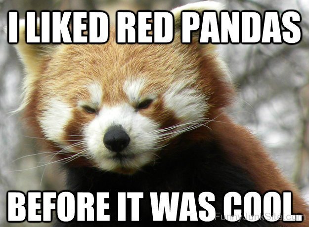 Funny Red Panda Compilation Cute Animals And Pets For Everybody